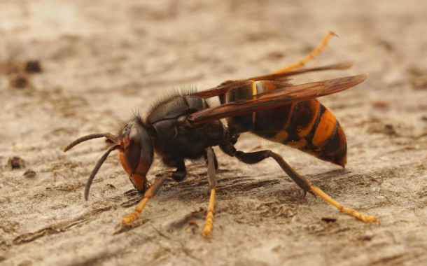 Frelon asiatique : Remise de pièges gratuitement